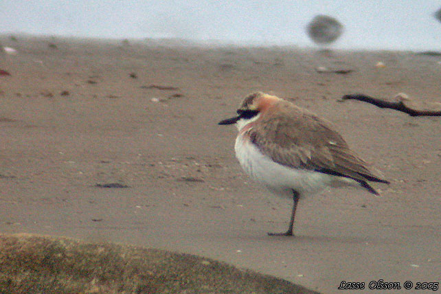 KENPIPARE / GREATER SAND PLOVER (Charadrius leschenaultii)