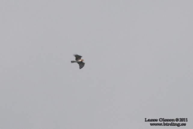 ORMÖRN / SHORT-TOED SNAKE EAGLE (Circaetus gallicus)- stor bild / full size