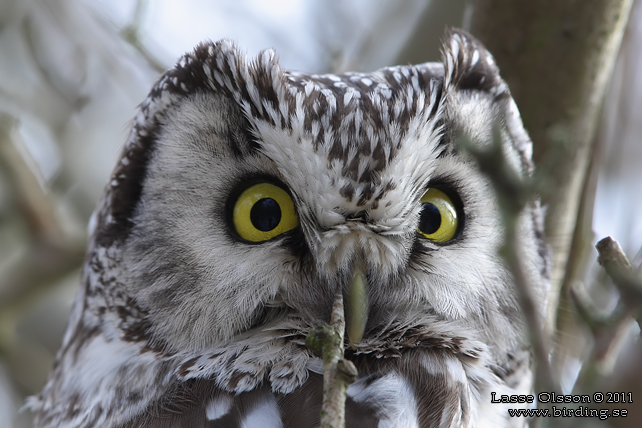 PÄRLUGGLA / BOREAL OWL (Aegolius funereus) - stor bild / full size