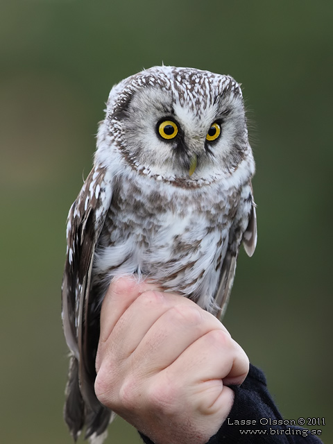 PÄRLUGGLA / BOREAL OWL (Aegolius funereus) - stor bild / full size