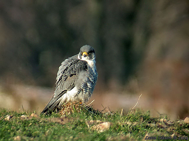 PILGRIMSFALK / PEREGRINE FALCON (Falco peregrinus)