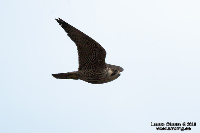 PILGRIMSFALK / PEREGRINE FALCON (Falco peregrinus) - STOR BILD / FULL SIZE