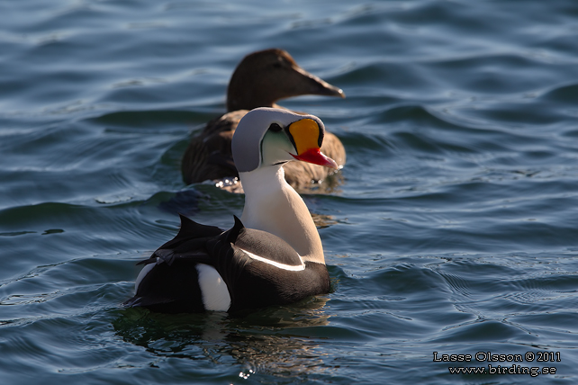 PRAKTEJDER / KING EIDER (Somateria spectabilis) - stor bild / full size