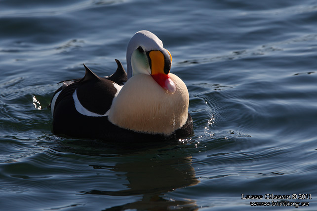 PRAKTEJDER / KING EIDER (Somateria spectabilis) - stor bild / full size