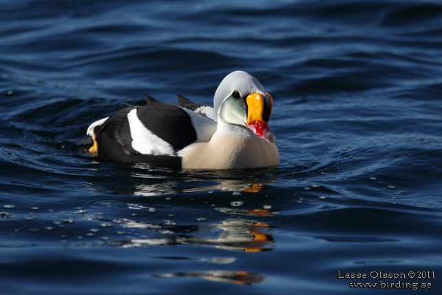 PRAKTEJDER / KING EIDER (Somateria spectabilis) - stor bild / full size