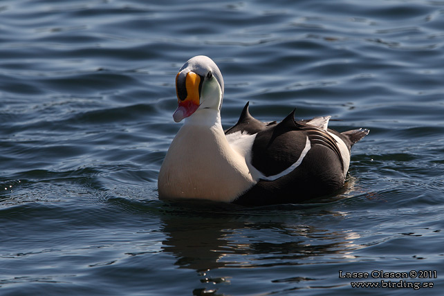 PRAKTEJDER / KING EIDER (Somateria spectabilis) - stor bild / full size