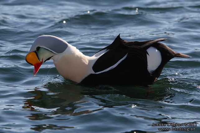 PRAKTEJDER / KING EIDER (Somateria spectabilis) - stor bild / full size