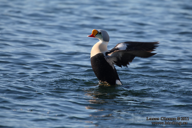 PRAKTEJDER / KING EIDER (Somateria spectabilis) - stor bild / full size