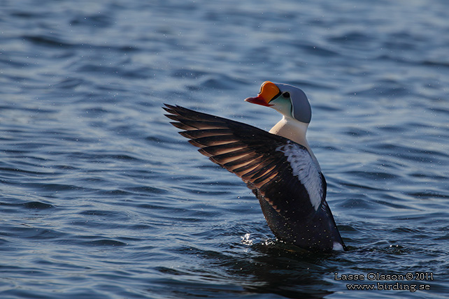 PRAKTEJDER / KING EIDER (Somateria spectabilis) - stor bild / full size