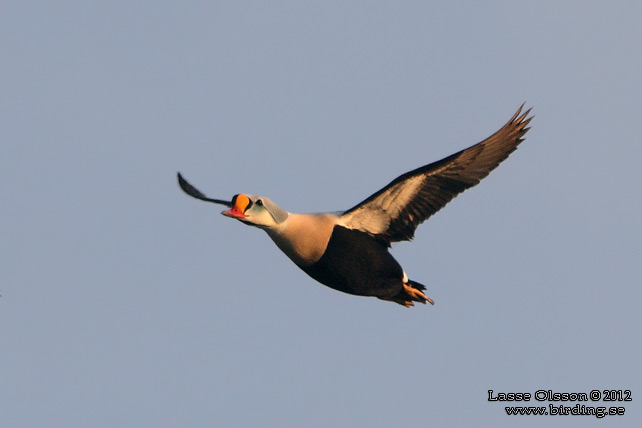 PRAKTEJDER / KING EIDER (Somateria spectabilis) - stor bild / full size