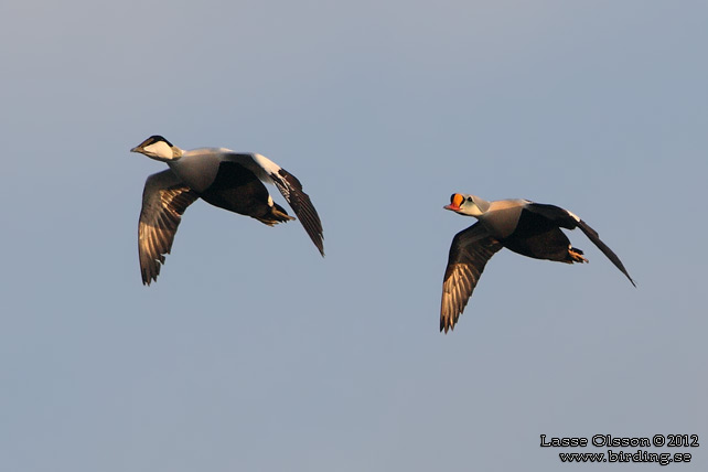 PRAKTEJDER / KING EIDER (Somateria spectabilis) - stor bild / full size