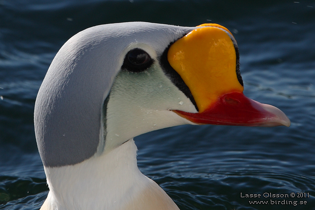 PRAKTEJDER / KING EIDER (Somateria spectabilis) - stor bild / full size