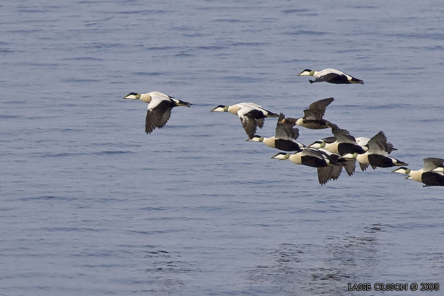 PRAKTEJDER / KING EIDER (Somateria spectabilis) - stor bild / full size