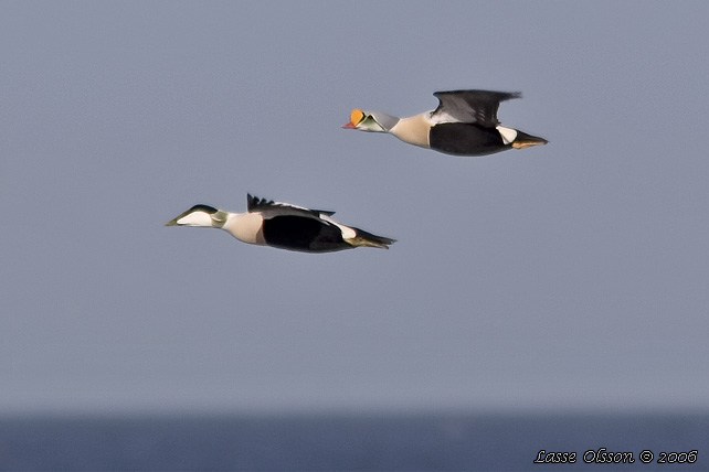 PRAKTEJDER / KING EIDER (Somateria spectabilis) - stor bild / full size