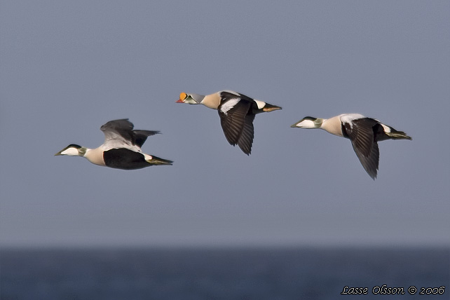 PRAKTEJDER / KING EIDER (Somateria spectabilis) - stor bild / full size