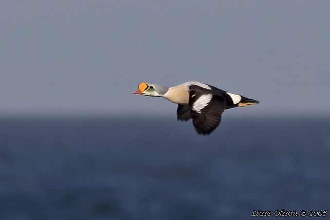 PRAKTEJDER / KING EIDER (Somateria spectabilis)