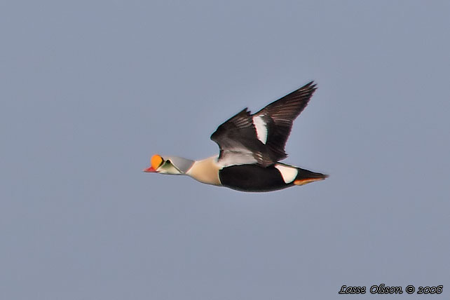 PRAKTEJDER / KING EIDER (Somateria spectabilis)