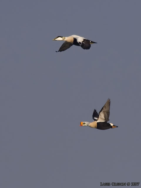 PRAKTEJDER / KING EIDER (Somateria spectabilis)