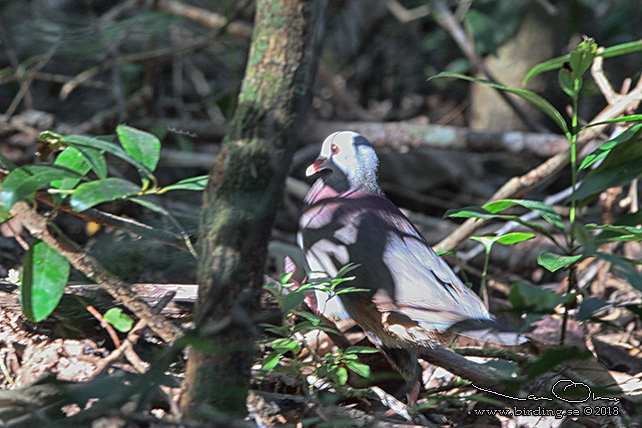 GREY-FRONTED QUAIL-DOVE  (Geotrygon caniceps) - STOR BILD / FULL SIZE
