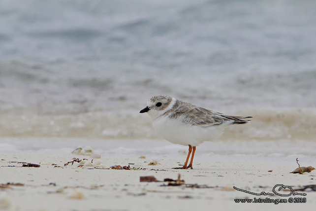 PIPING PLOVER (Charadrius melodus) - STOR BILD / FULL SIZE