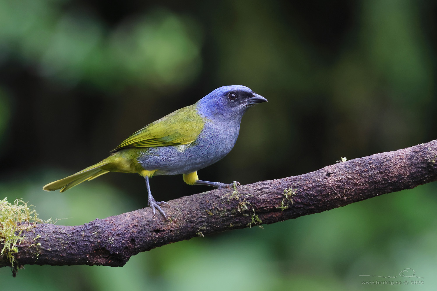 BLUE-CAPPED TANAGER (Sporathraupis cyanocephala) - Stäng / close