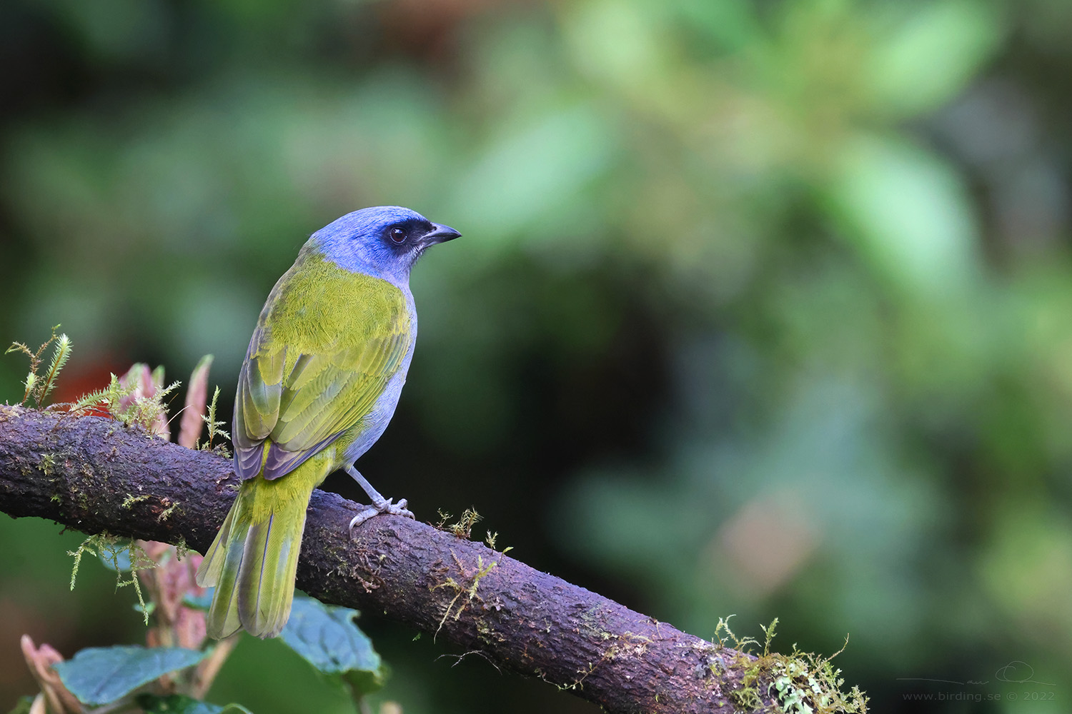 BLUE-CAPPED TANAGER (Sporathraupis cyanocephala) - Stäng / close