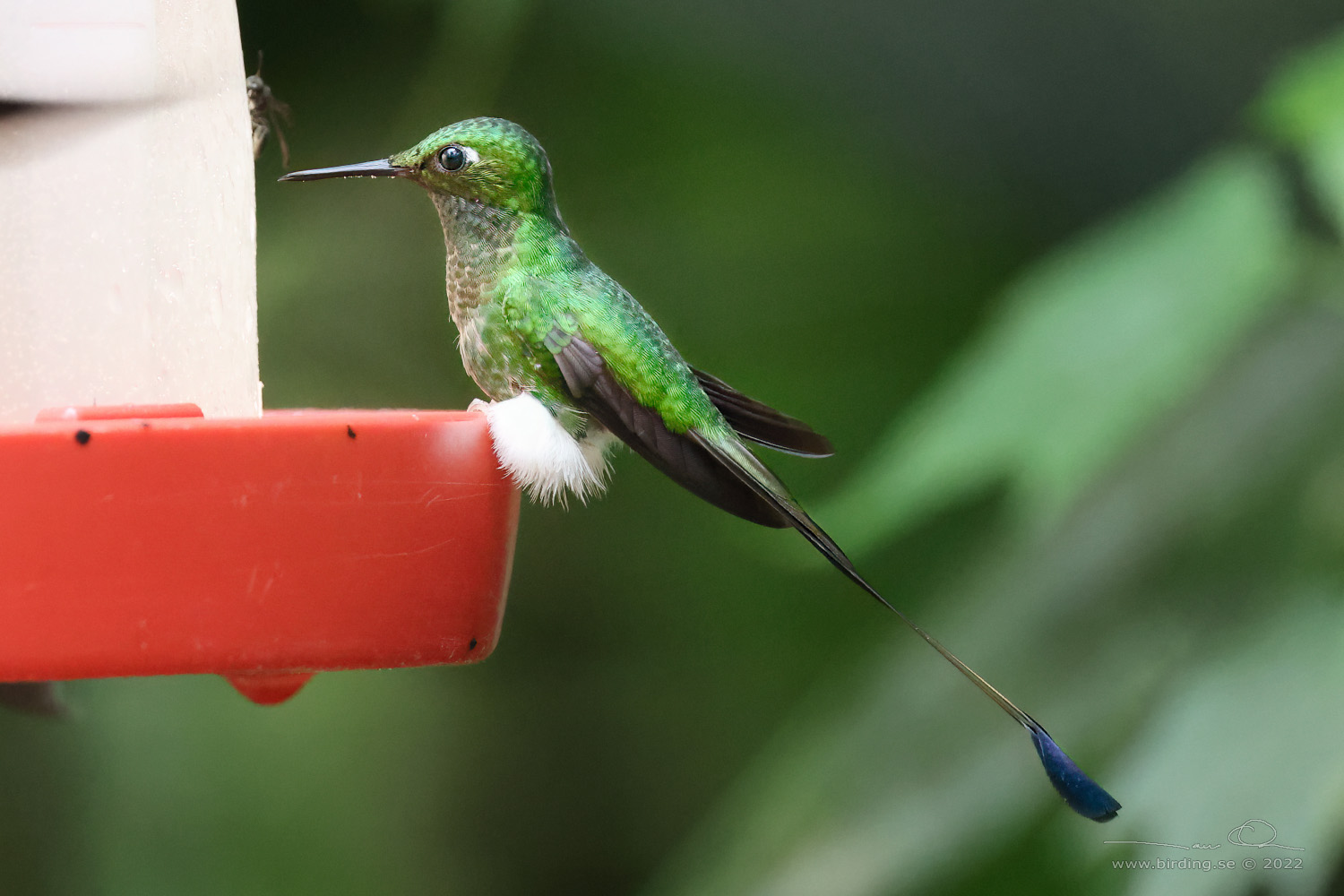 WHITE-BOOTED RACKET-TAIL (Ocreatus underwoodii) - Stäng / close