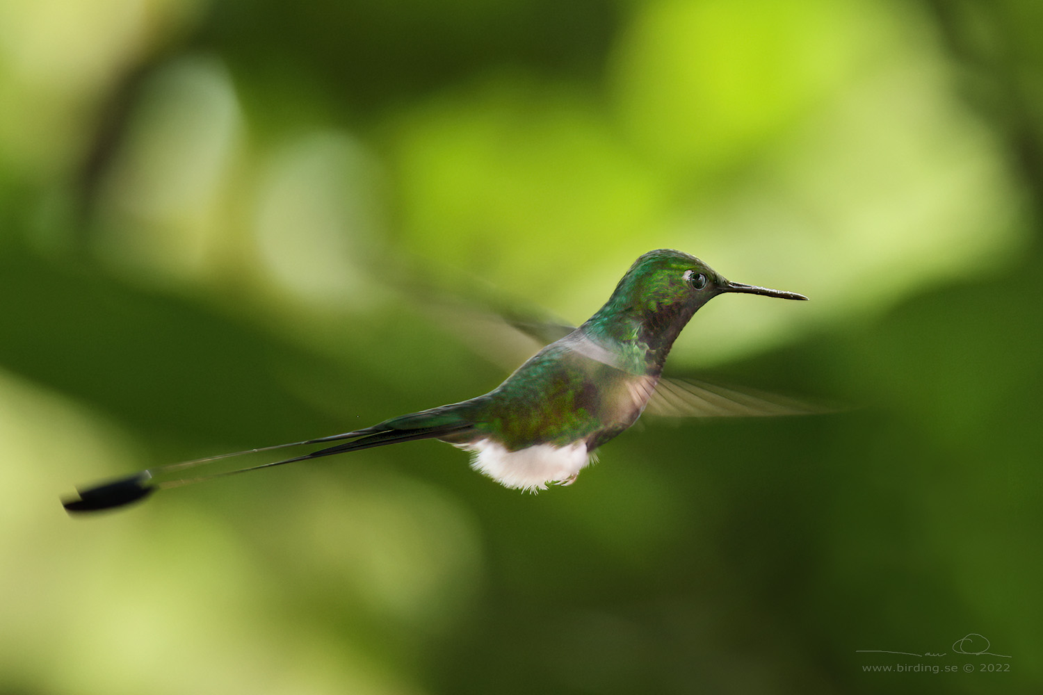 WHITE-BOOTED RACKET-TAIL (Ocreatus underwoodii) - Stäng / close