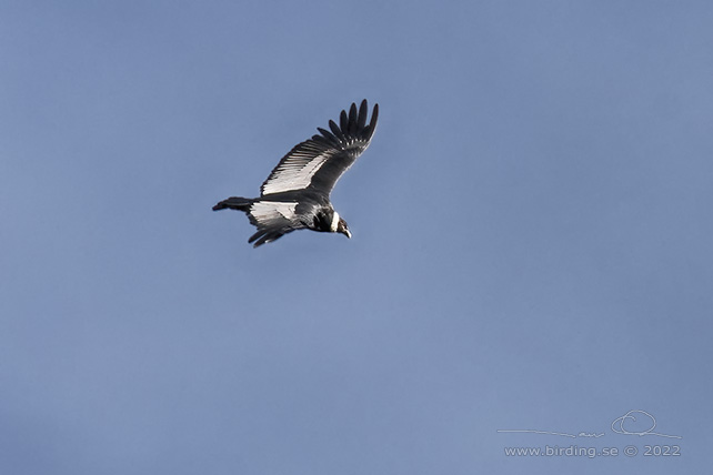 ANDEAN CONDOR (Vultur gryphus) - stor bild / full size