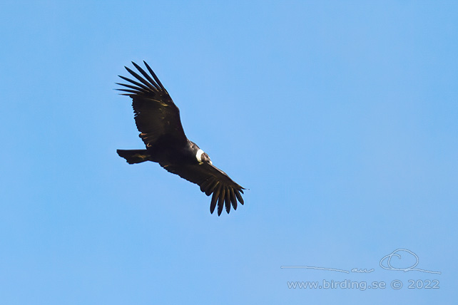 ANDEAN CONDOR (Vultur gryphus) - stor bild / full size
