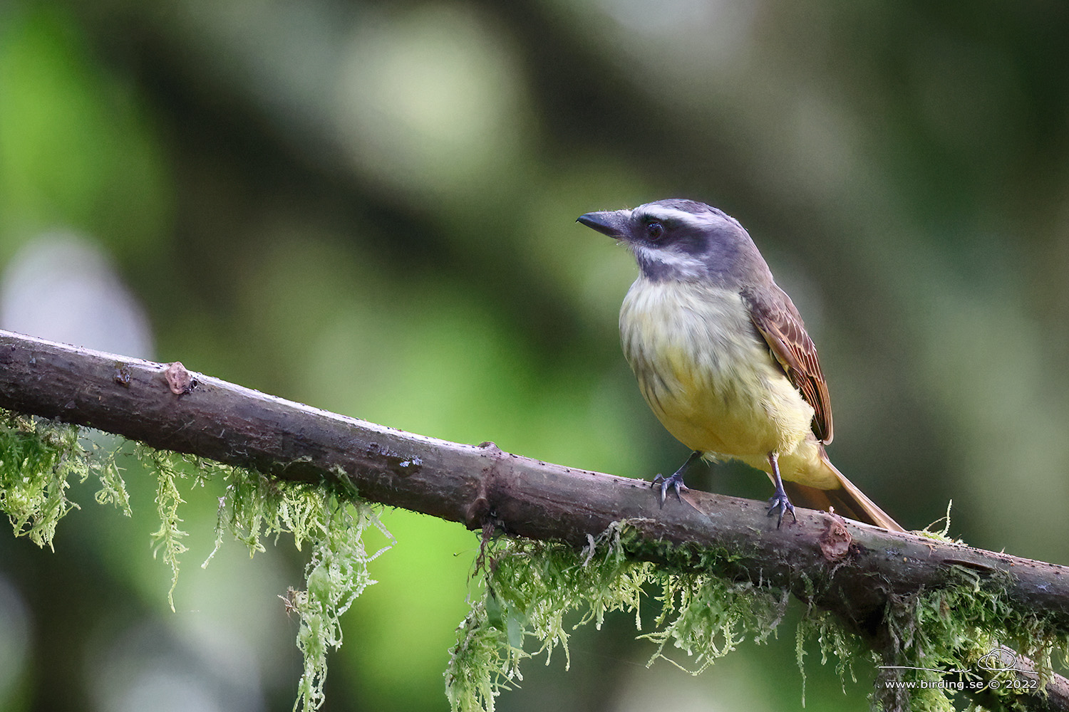 GOLDEN-CROWNED FLYCATCHER (Myiodynastes chrysocephalus) - Stäng / close