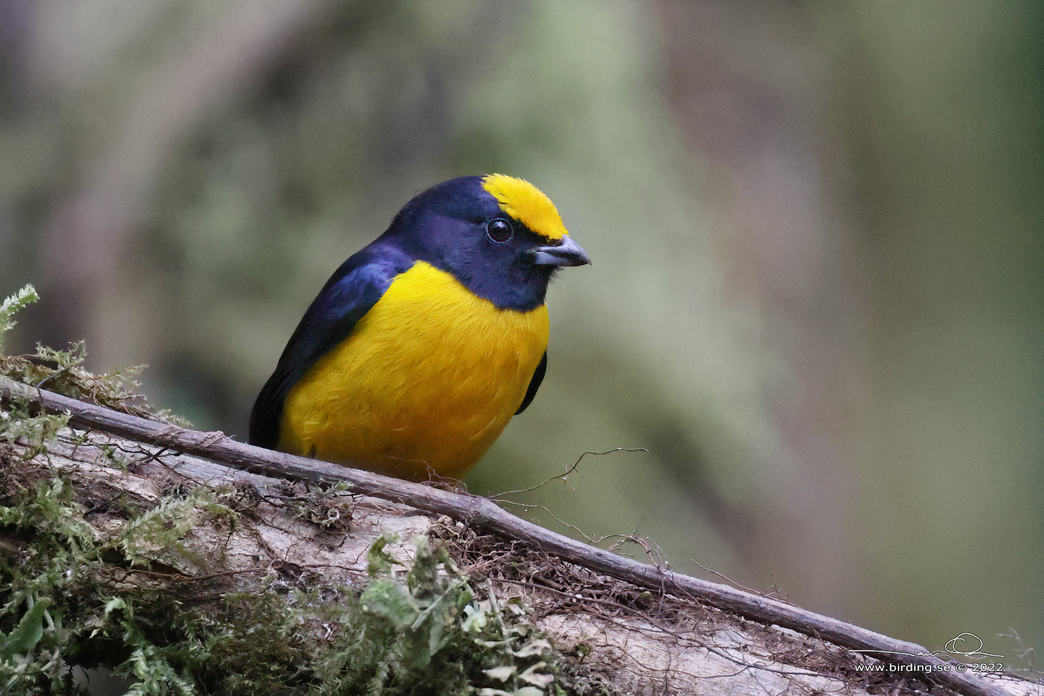 ORANGE-BELLIED EUPHONIA (Euphonia xanthogaster) - Stäng / close