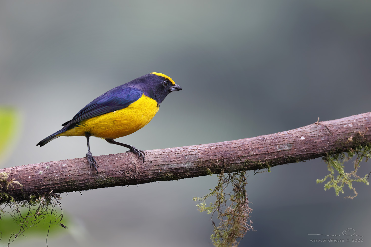 ORANGE-BELLIED EUPHONIA (Euphonia xanthogaster) - Stäng / close