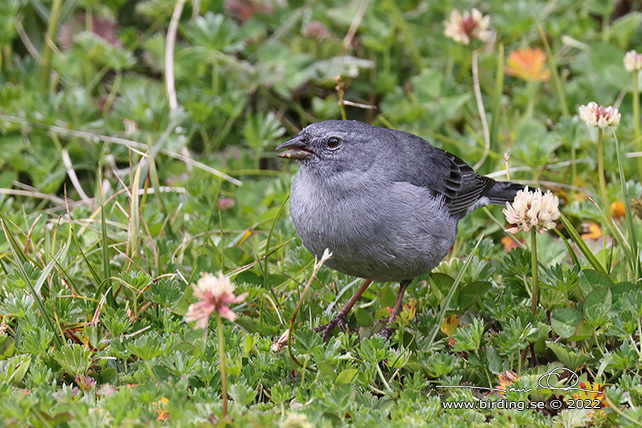 PLUMBEOUS SIERRA FINCH (Geospizopsis unicolor) - Stäng / close