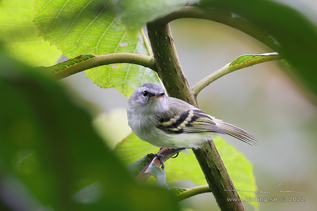 WHITE-TAILED TYRANNULET (Mecocerculus poecilocercus) - Stäng / close