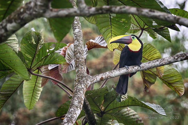 YELLOW-THROATED TOUCAN (Ramphastos ambiguus) - Stäng / close