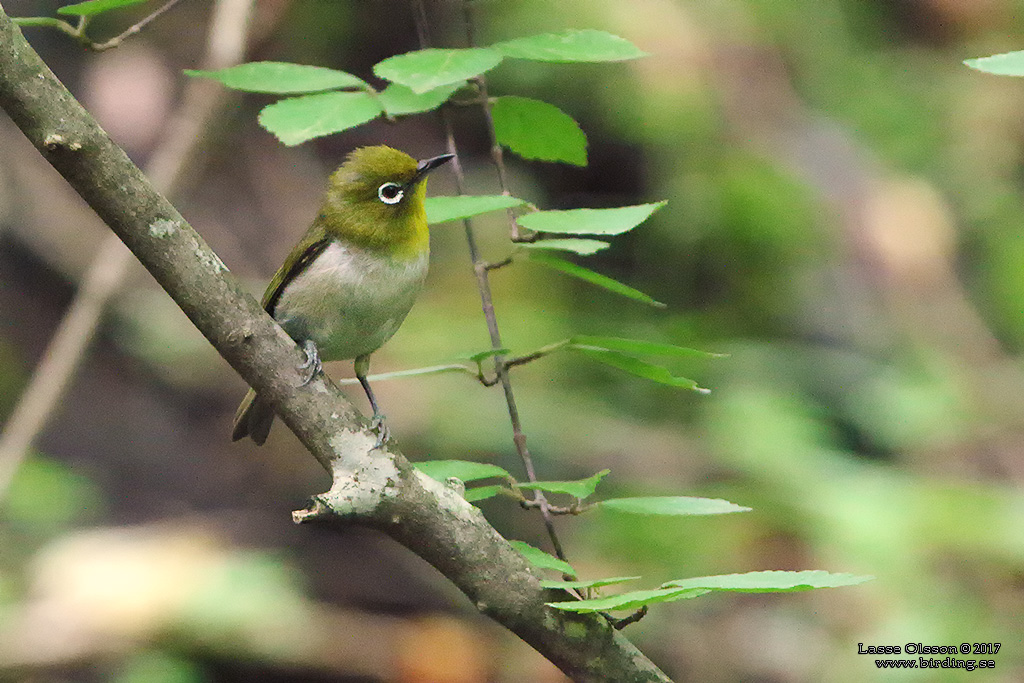 JAPANESE WHITE-EYE (Zosterops  japonicus) - Stäng / close