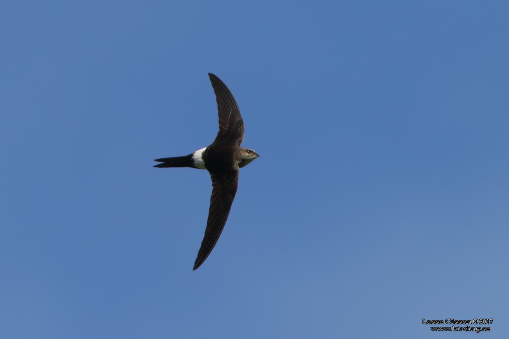 PACIFIC SWIFT (Apus pacificus ssp. pacificus) - Stäng / close