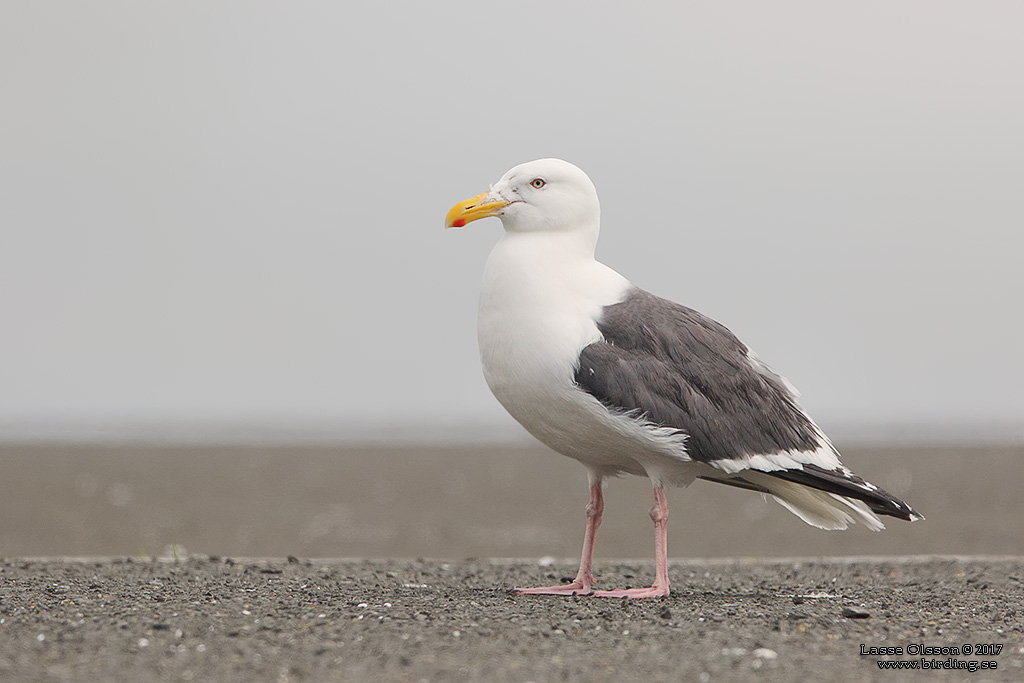SLATY-BACKED GULL (Larus chistisagus) - Stäng / close