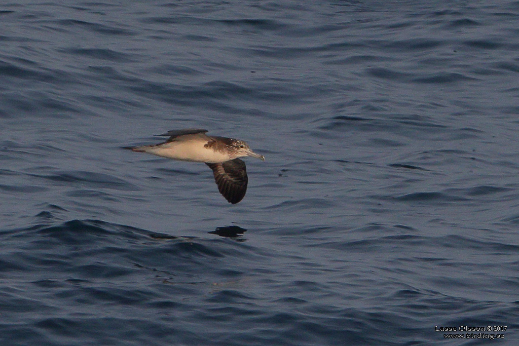 STREAKED SHEARWATER (Calonectris leucomelas) - Stäng / close