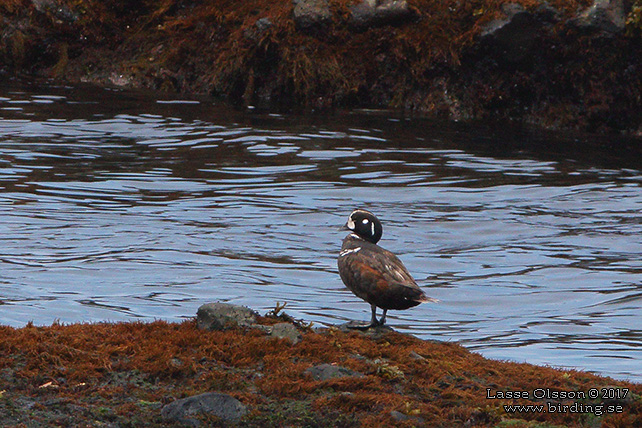 HARLEQUIN DUCK (Histronicus  histronicus) - stor bild / full size