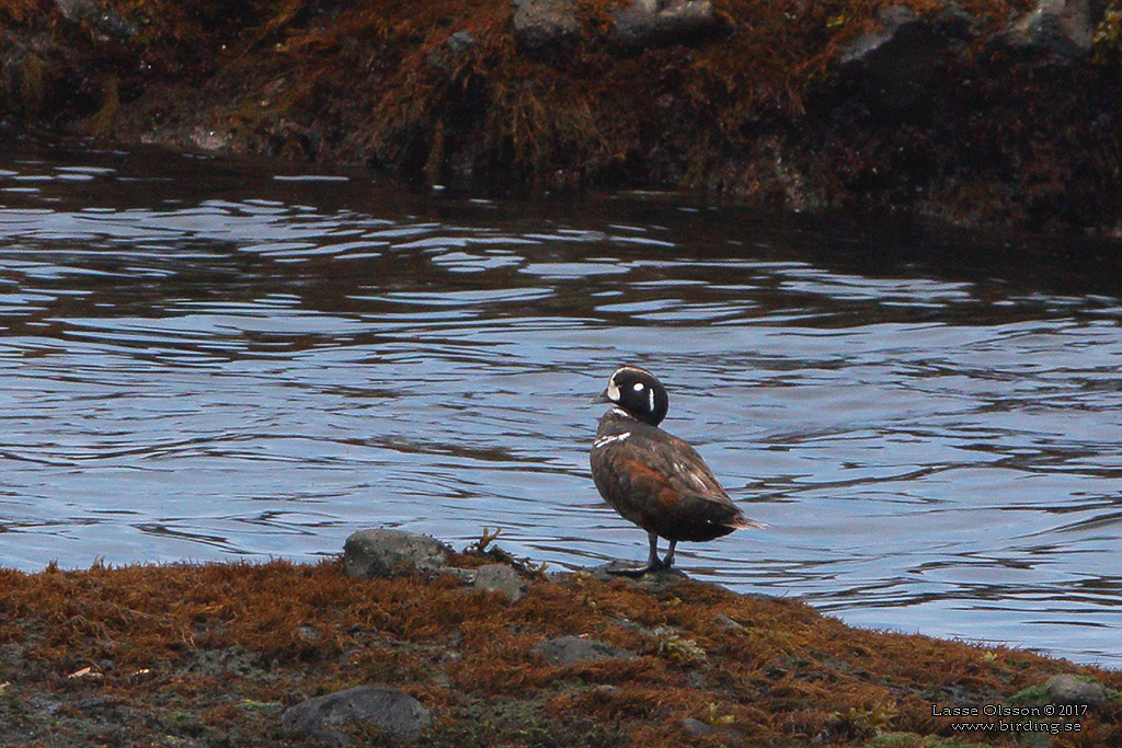 HARLEQUIN DUCK (Histronicus  histronicus) - Stäng / close