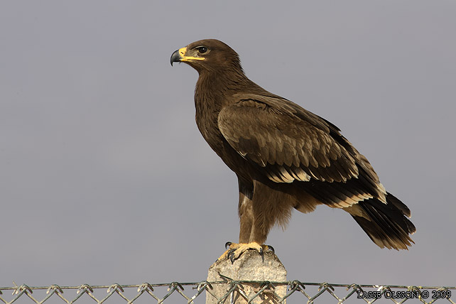 STRRE SKRIKRN / GREATER SPOTTED EAGLE (Aquila clanga) - stor bild / full size