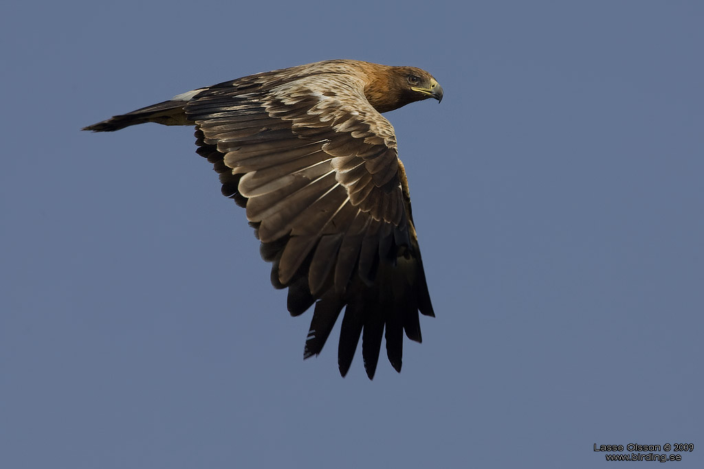 STRRE SKRIKRN / GREATER SPOTTED EAGLE (Aquila clanga) - Stng / Close
