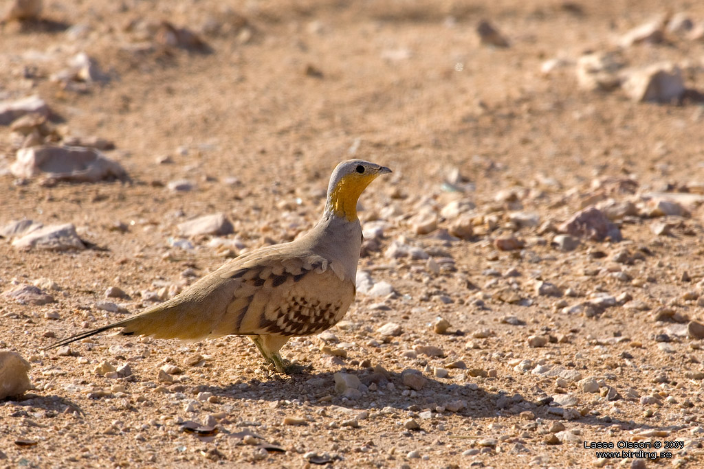 KENFLYGHNA / SPOTTED SANDGROUSE (Pterocles senegallus) - Stng / Close