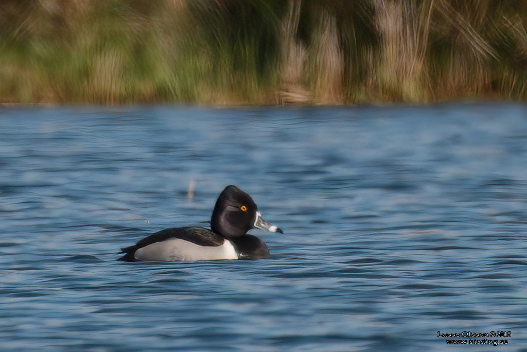 RINGAND / RING-NECKED DUCK (Aythya collaris) - Stng / Close