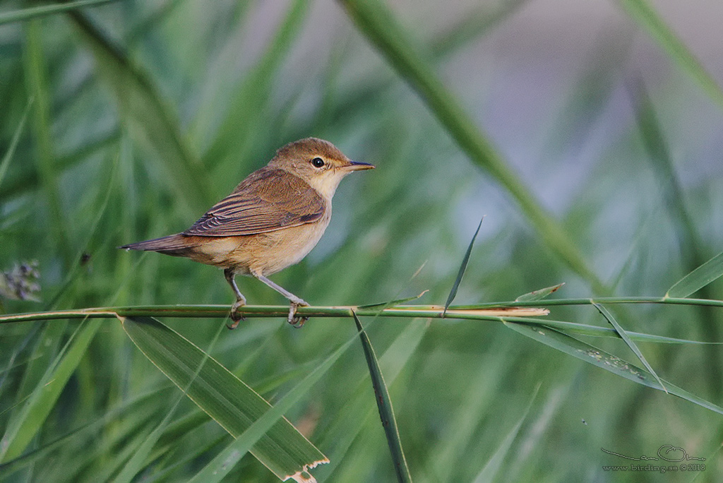 RRSNGARE / EURASIAN REED WARBLER (Acrocephalus scirpaceus)) - Stng / Close