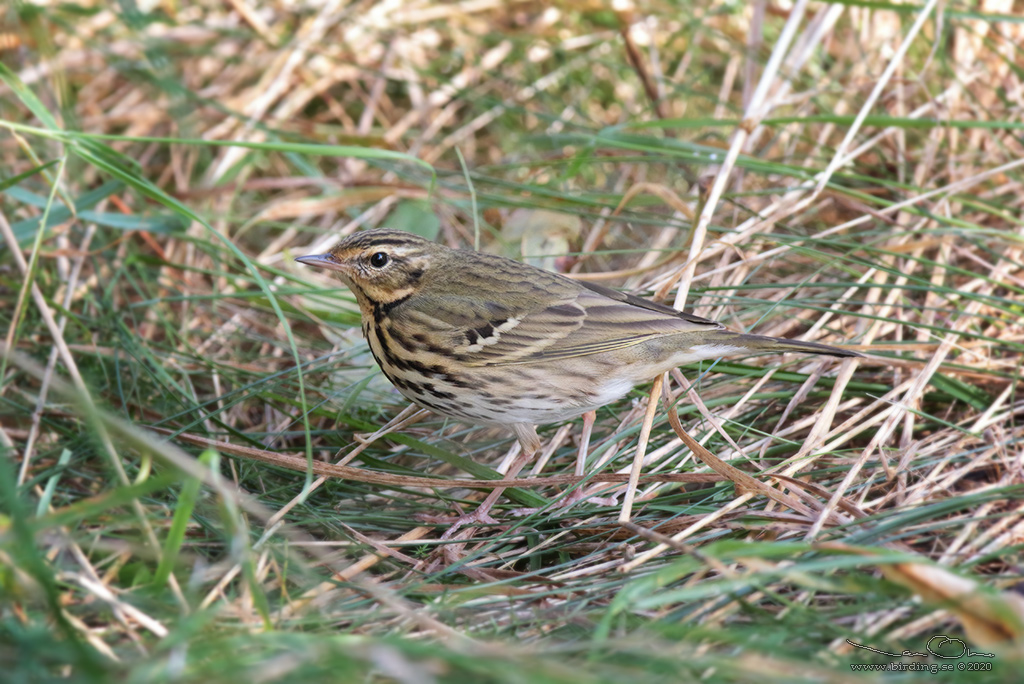 SIBIRISK PIPLRKA / OLIVE-BACKED PIPIT (Anthus hodgsoni) - Stäng / Close