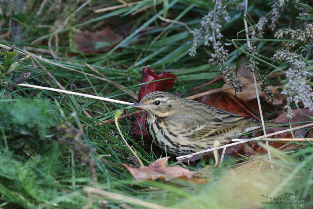SIBIRISK PIPLRKA / OLIVE-BACKED PIPIT (Anthus hodgsoni) - Stäng / Close