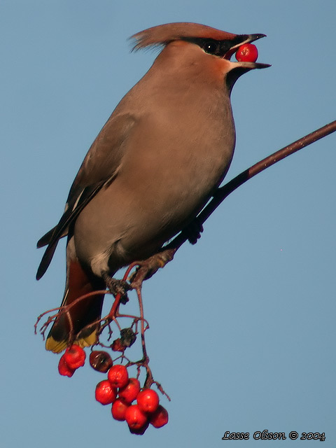 SIDENSVANS / BOHEMIAN WAXWING (Bombycilla garrulus)